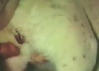 White animal fucked from behind