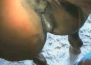 Zoophile fucks his lovely horse