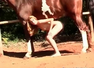 Brown horse and horny zoophile