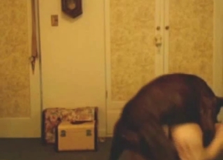 Wavy-haired amateur fucking a big dog