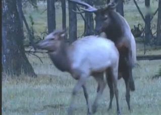 Good wild deer in the hottest documentary porn action