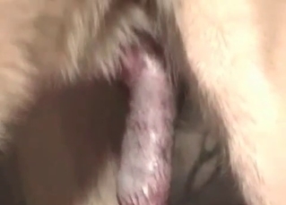 Fatty milf and her horny doggy