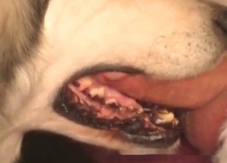 Dog is swallowing a dick