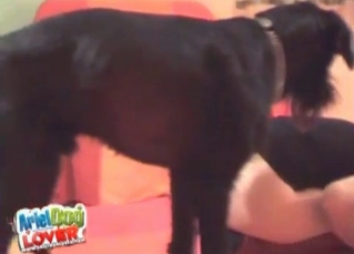 Black dog impales a wet muff