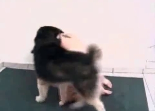 Husky pounds a slutty zoofil