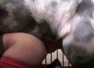 Pony cums a massive cumshot