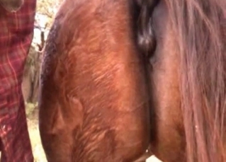 Horse gets fucked in the old barn