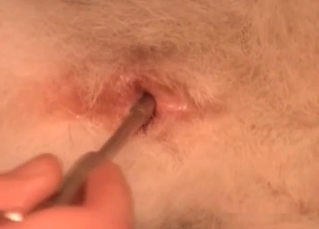 Fingering a nice dog anus