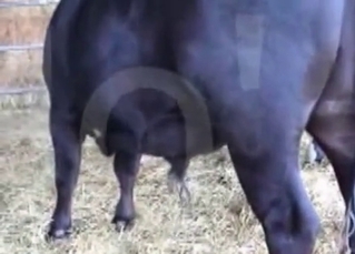 Filthy and perverted farm sex