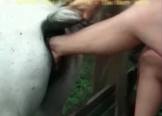 Slut shoves her leg in a horse