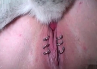 Dog is licking her anal hole