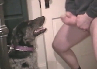 Black doggy gets a nice cumshot