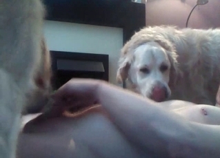 Three dogs in the group animality