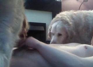 Three dogs in the group animality