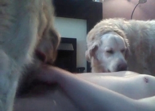 Three dogs in the group animality