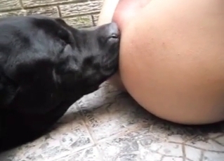 Black dog provides a nice rimjob