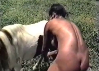 White stallion and bestial slut