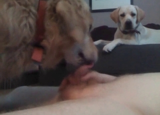 Dog slowly licks a tight pussy