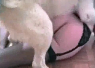 Skillful dog trained to fuck