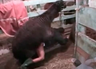 Filthy farm bestiality in the barn