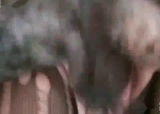 Awesome dog licks a juicy pussy