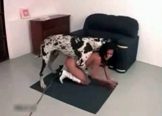 Dalmatian enjoys her little muff