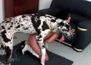 Dalmatian enjoys her little muff