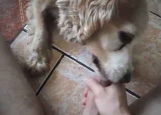 Stunning blowjob by a hairy doggy