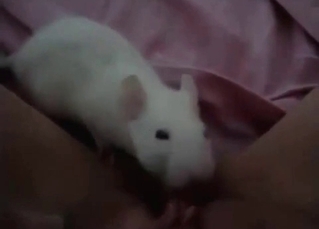 White mouse licks a pussy