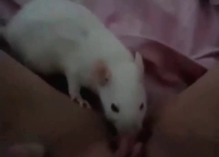 White mouse licks a pussy