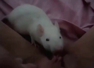 White mouse licks a pussy
