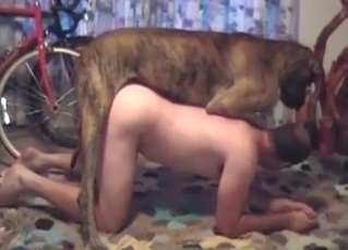 Dog pounds like a professional