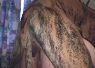 Dog pounds like a professional
