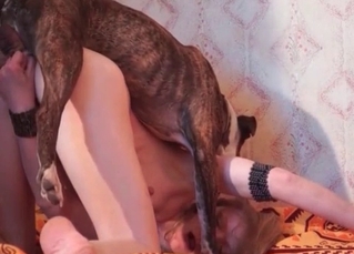 Small dog fucks like a porn actor