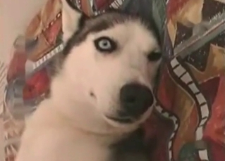 White doggy fucked by a dog fucker
