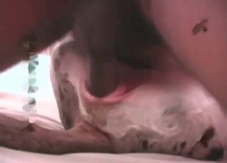 Sweet doggy is being explored