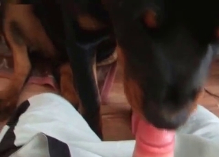 Spicy as hell dog blows a wiener