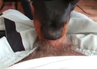 Spicy as hell dog blows a wiener
