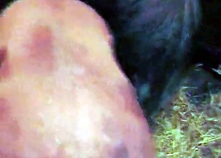 Horse cock cums a massive jizz load