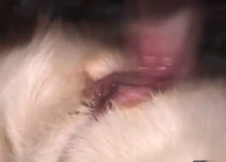 Two doggies are banging so sexy