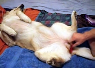 White dog is being stimulated