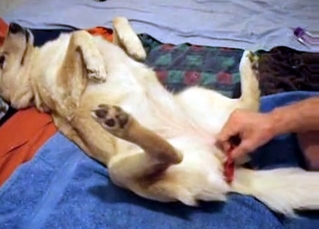 White dog is being stimulated