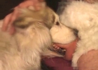 Dog swallows a huge dick