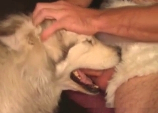 Dog swallows a huge dick