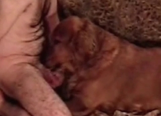 Awesome doggy is enjoying a dick