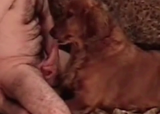 Awesome doggy is enjoying a dick