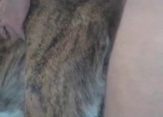 Animal creamed by a hard dick