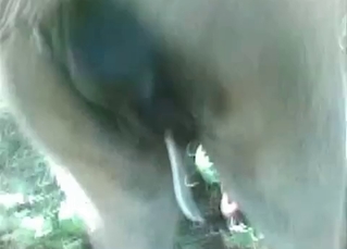 POV bestial sex with an animal