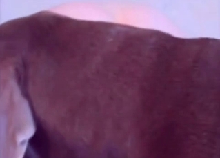 Big dog is licking her vagina