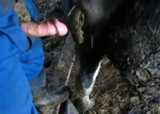 Farm animal is shitting so hot